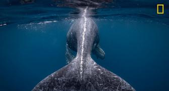'A whale of a time': Nat Geo Travel Photographer winners