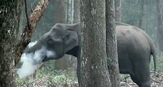 The curious case of the smoking elephant