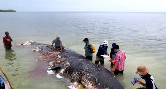 115 plastic cups, 25 bags and more found inside dead whale in Indonesia