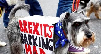 'Brexit's barking', say UK dog owners in 'Wooferendum March'