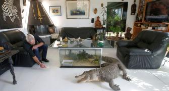 The Frenchman who shares his home with 400 reptiles