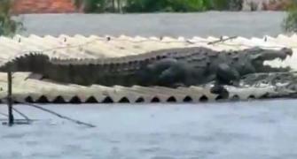 WATCH: Crocodile on roof of house in flood-hit K'taka