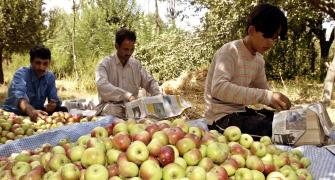 'Pear, apple harvest rotting in Kashmir'