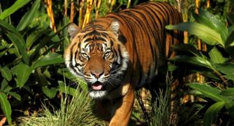 Tiger walks record 1,300 km for mate and prey