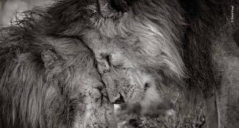 When 2 lions greeted each other!