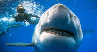PHOTOS: Swimming with the 'biggest ever' Great White shark