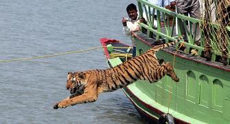 'Tiger populations have boomed'