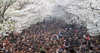 PHOTOS: Beautiful Cherry Blossoms around the world