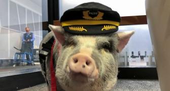 Meet LiLou, the pig who's helping out air passengers