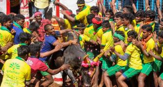 'Jallikattu' kicks off amid fanfare in TN, 62 injured