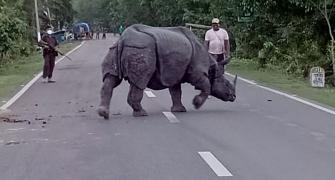 SEE: In Assam, Rhino takes a break on the road