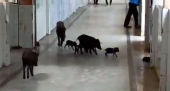 Shocking! Pigs roam freely at Covid hospital in K'taka