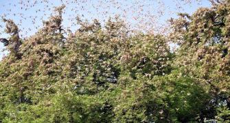 India faces its worst locust swarm in nearly 30 years