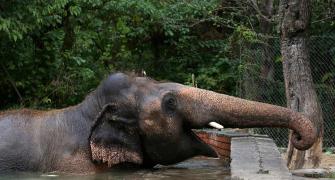 World's 'loneliest elephant' is finally free