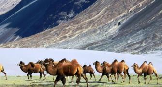 Double hump camel to help Army patrol China border