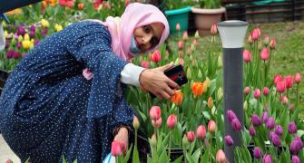 PHOTOS: A walk amid J-K's Tulip Garden