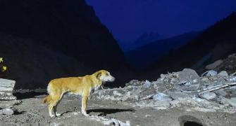 Why this dog is awaiting Tapovan rescue op to be over