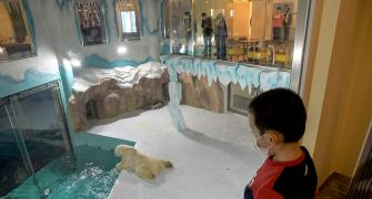 Chinese polar bear hotel opens to outrage