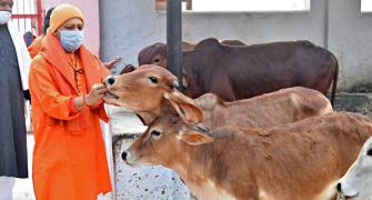 UP: Oximeters, thermal scanners for cows in gaushalas
