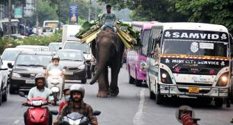 When An Elephant Dodged The Traffic