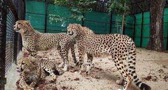 Cheetahs to make a comeback in India in August