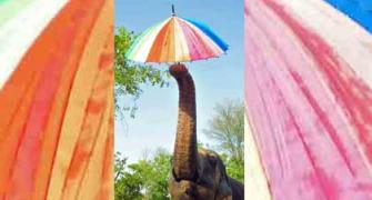 What's An Elephant Doing With Umbrella?