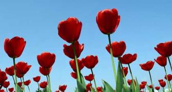 Kashmir's Tulips Celebrate 25 Years!
