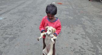 Infant mauled by stray dog in posh Noida society, dies