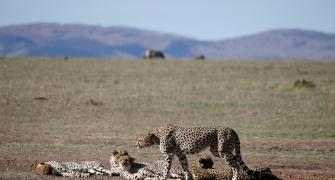 Namibian cheetahs to reach MP sanctuary on Sep 17