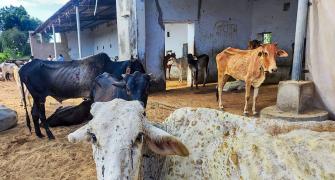 Safe to drink milk from LSD-infected cattle: Official