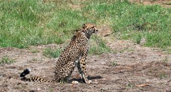 After 2 deaths, MP seeks another site for cheetahs