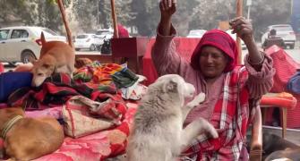 Meet Delhi's 'Dog Amma'