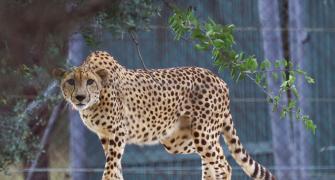 How The Cheetahs Were Sent To India