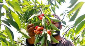 Cherry Harvesting Begins In Kashmir
