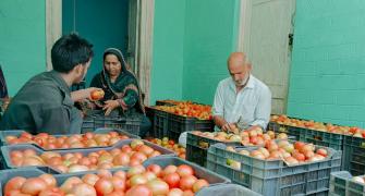 Govt to now sell discounted tomatoes at Rs 80/kg