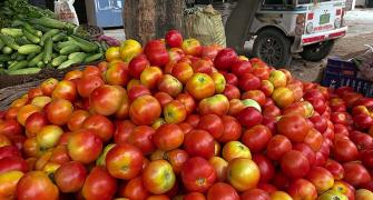 Rising tomato prices: Pune farmer turns millionaire