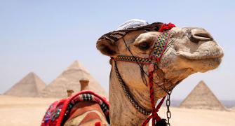 Why Is The Camel Wearing A Hat?