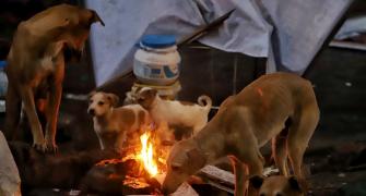 Treating stray dogs with cruelty not acceptable: HC