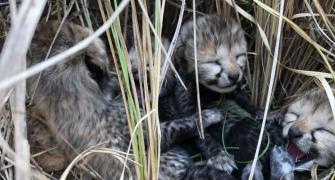 Cheetah from Namibia gives birth to 4 cubs in Kuno