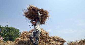 Bihar to 'name and shame' farmers who burn stubble
