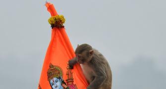 'Hanuman ji himself...': Monkey enters Ram temple