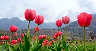 Tulips, Tulips Everywhere!