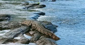 K'taka: Mom throws son into crocodile-infested river
