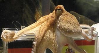 Angry Germans demand killing of octopus Paul