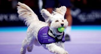 PIX: Fetch! Adorable canines play 'ball dogs' at London tennis event