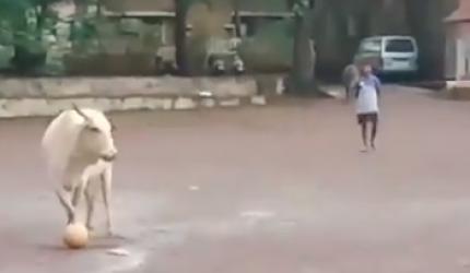 Cow playing football is a winner on the internet