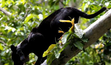 Photos! Life in the world's largest rainforest 