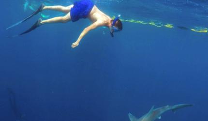 Swim with sharks; kayak with crocodiles: 5 adventures to try this summer