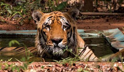 Tiger Diaries: Meet Wagdoh, the king of Tadoba