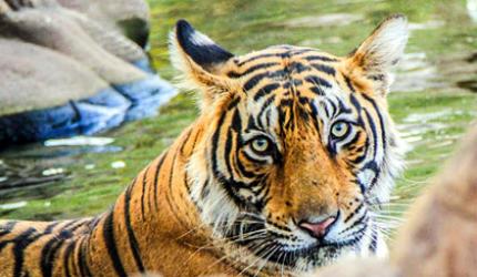 Tiger diaries: Meet Krishna from Ranthambore